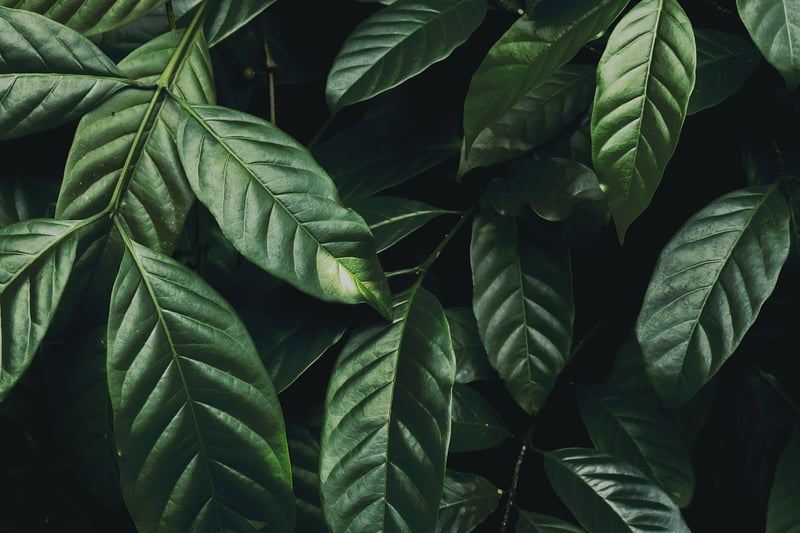 Humid environment for plants