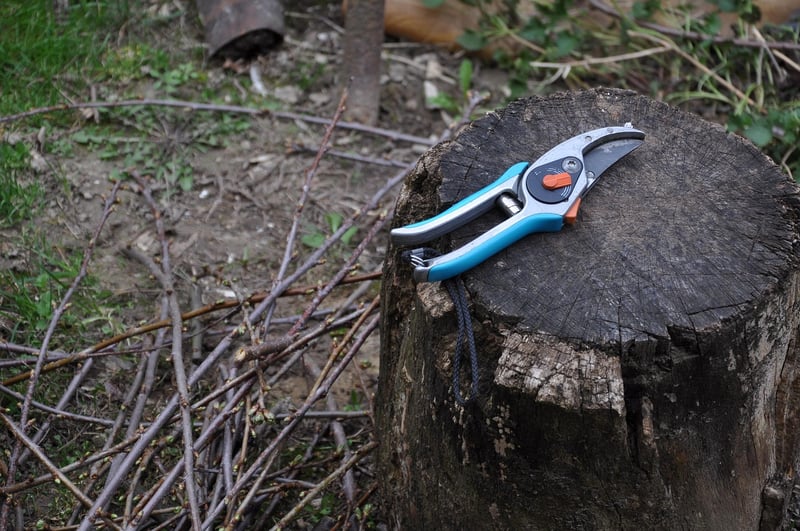 Pruning plants
